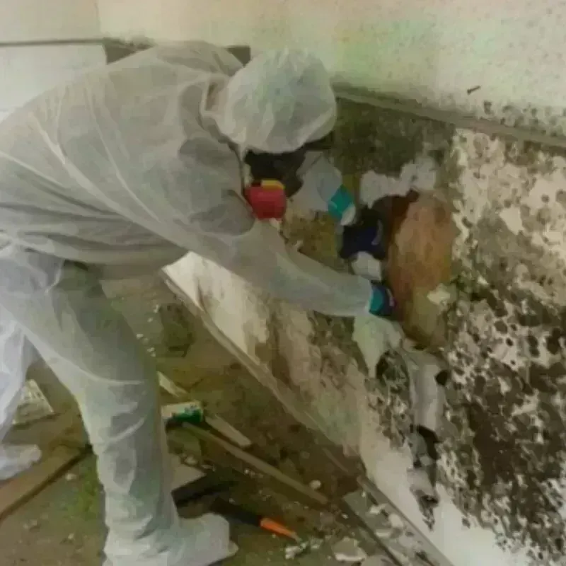 Mold Remediation and Removal in Oswego, IL